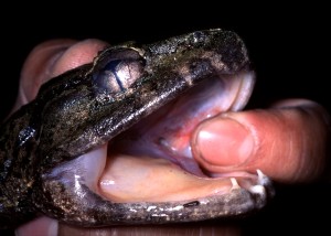 Fanged Frog