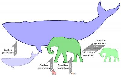 Maximum rate of mammal evolution