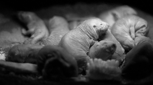 Naked mole rats have had to adapt to spending their whole lives underground, where oxygen is used up quickly. They live in colonies, like ants, bees or termites. (Photo credit: Bob Owen, via flickr)