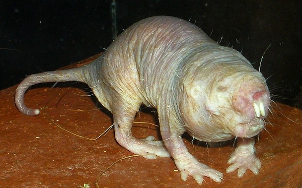 In addition to their other talents, naked mole rats can survive under very low oxygen, and may offer clues that could help humans survive damage from strokes. (Photo credit: Roman Klementschitz, via WikiMedia Commons)